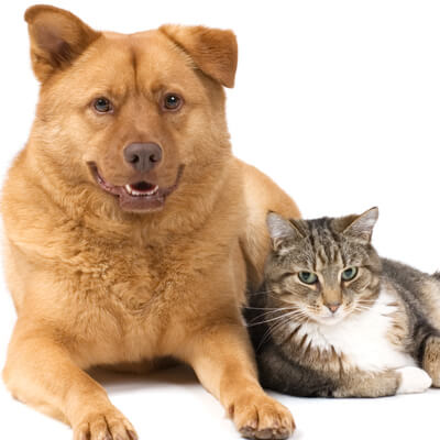 Dog and cat