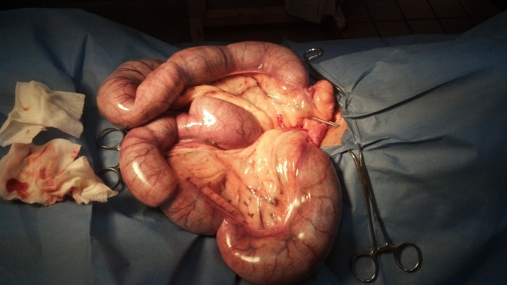 This is the distended uterus on Dolly.