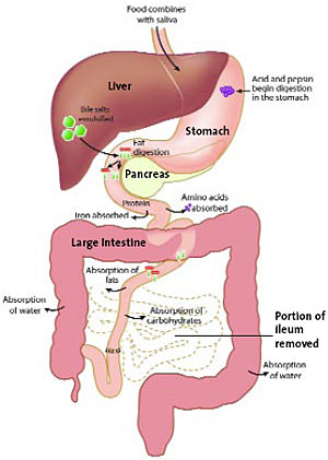 Dog internal diagram